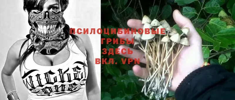 Псилоцибиновые грибы Psilocybine cubensis  Купино 